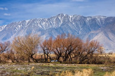 Sierra Nevada dağlarındaki yanmış ve ölü ağaçlar, orman yangınları yüzünden Kaliforniya.