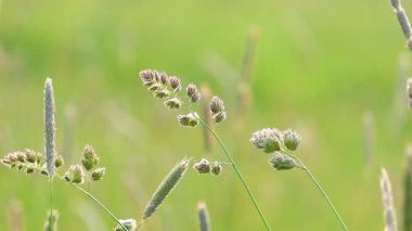Çayırdaki kedi otunun sığ ve yavaş çekim derinliğindeki görüntüsünü kapat..