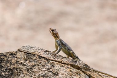 Tanzanya 'daki Manyara Gölü Milli Parkı' nda kızıl saçlı bir erkek.