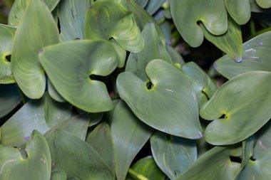 Ortak su yaprakları Sümbül bitkileri göl üzerinde yüzer su istilacı su bitkisi.