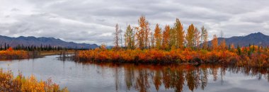 Alaska kırsalında renkli sonbahar yapraklarıyla nehirdeki küçük adanın panoramik manzarası.