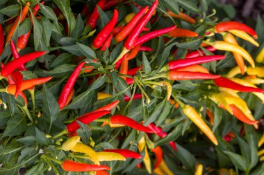 Renkli Tayland biberleri fabrikaya yakın görüntüde..