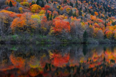 Jacques-Cartier Ulusal Parkı, Quebec, Kanada 'da renkli yaprakları olan güzel dağlar ve nehirler.