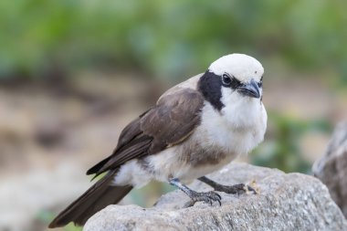 Kuzey Beyazlı bir Shrike, ya da beyaz popolu Shrike, (Eurocephalus rueppelli) bir kayaya tünemiş, Afrika 'nın kuşları.