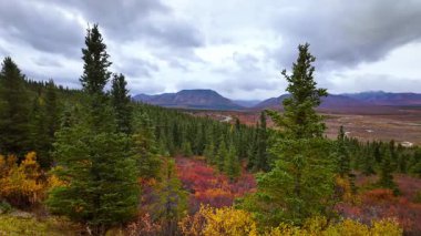 Denali Ulusal Parkı, Alaska 'da rengarenk sonbahar yapraklarının manzarası .