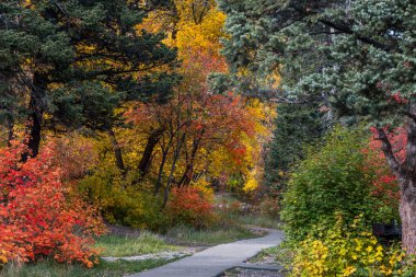 American Fork Canyonin Utah 'ta manzara yürüyüşü ve bisiklet yolu. Etrafı renkli yapraklarla çevrili..