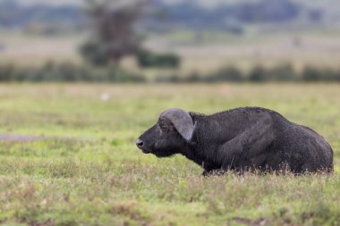 Kuzey Tanzanya 'daki Ngorongoro Krateri' nde dinlenen bir bufalonun yakın plan görüntüsü.