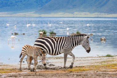 Zebra dişisi, Tanzanya 'daki Ngorongoro Krateri' nde küçük bir yavruyla geziyor. .
