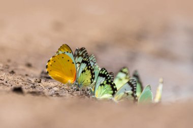 Tanzanya, Afrika 'daki topraktan su ve besinleri emen sıradan sarı kelebekler..