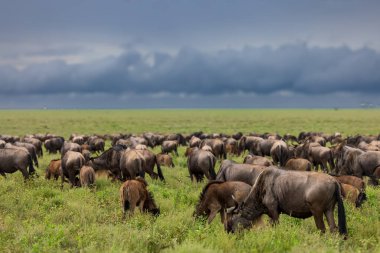 Fırtınalı bir günde Savannah 'nın manzarası ve Serengeti' deki antilopların (vahşi canavar) ve zebraların büyük göçü.