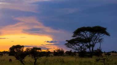Serengeti Ulusal Parkı, Tanzanya 'daki Görkemli Afrika Savannah Peyzajı üzerinde gün batımı.