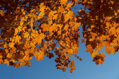 Altın portakallı akçaağaç dalı kuru sonbahar yaprakları mavi gökyüzüne karşı.