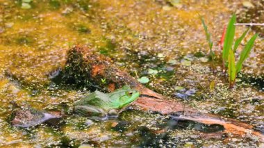 Yeşil bir kurbağanın Ohio 'daki doğal sulak alandaki sarı alglerle kaplı sularda sessizce dinlendiği yakın plan görüntüsü..