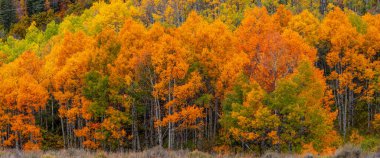 Gunnison Ulusal Ormanı Colorado, Panoramik Manzara 'da parlak kavak ağaçları en parlak renginde.