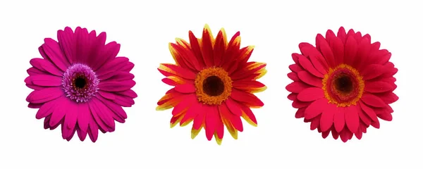 Набор Цветов Красных Цветов Тропические Цветочные Элементы Тропические Ботанические Цветы — стоковый вектор