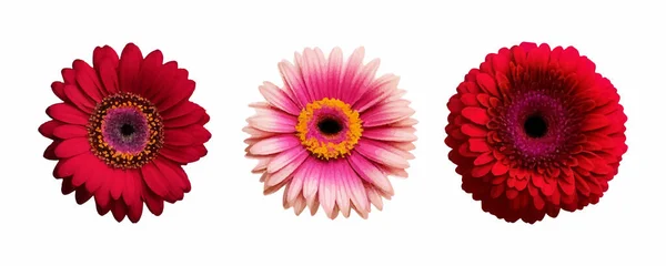赤い花のセット 熱帯の花の要素 熱帯植物の花の背景 ベクターイラスト — ストックベクタ