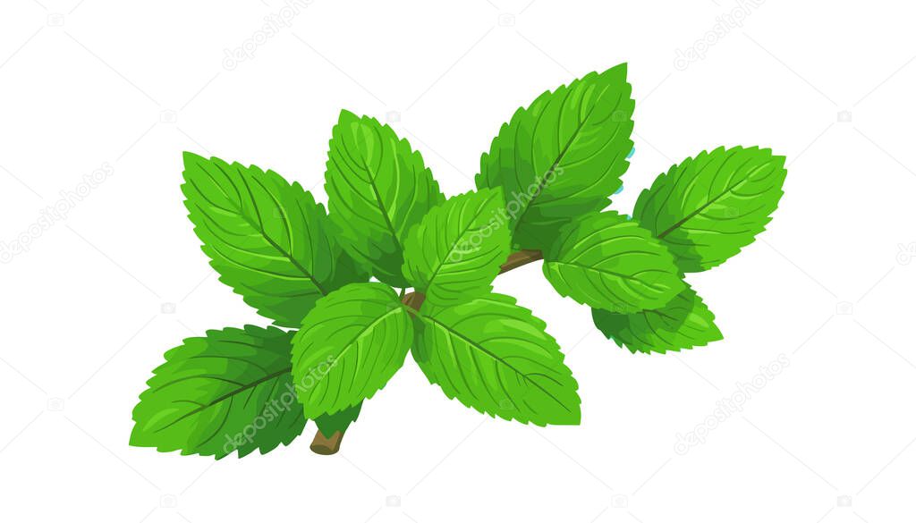 Mint in a flat design on a white background. Vector illustration