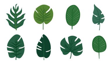 Tropikal yaprak koleksiyonu. Beyaz arka planda düz yalıtılmış elementler. Vektör illüstrasyonu