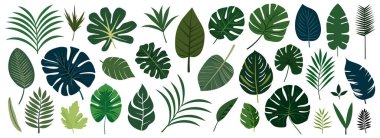 Tropikal yaprak koleksiyonu. Beyaz arka planda düz yalıtılmış elementler. Vektör illüstrasyonu