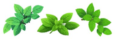 Mint in a flat design on a white background. Vector illustration clipart