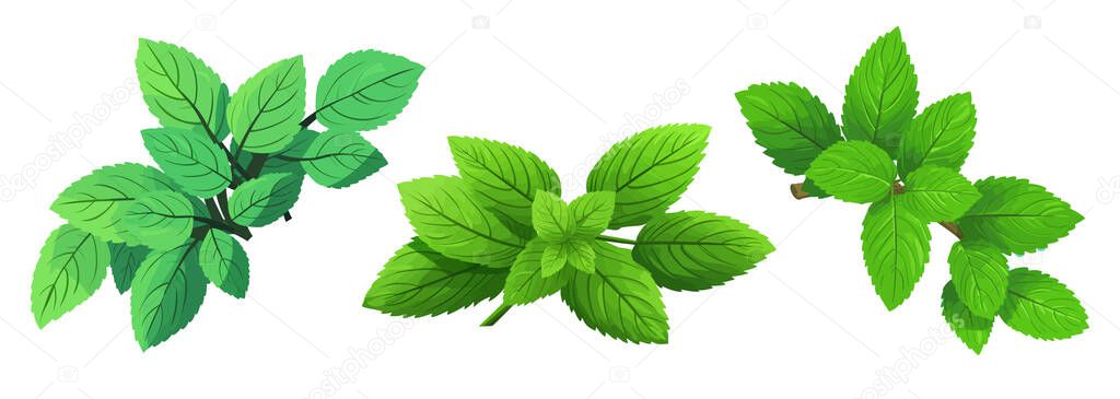 Mint in a flat design on a white background. Vector illustration