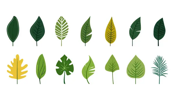 stock vector Collection of tropical leaves. Flat isolated elements on a white background. Vector illustration