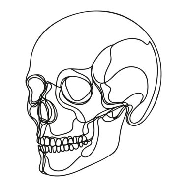İnsan kafatası. Bir çizgi beyaz arka planda izole edilmiş cadılar bayramı kafatası. Çizgi sanatı ana hatları vektör çizimi