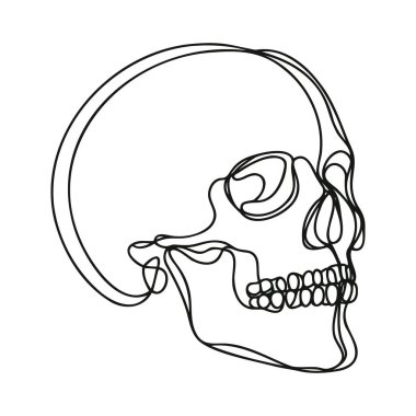 İnsan kafatası. Bir çizgi beyaz arka planda izole edilmiş cadılar bayramı kafatası. Çizgi sanatı ana hatları vektör çizimi.
