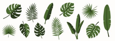 Tropik klasik palmiye yaprakları çiçek tokası sanatı. Egzotik botanik seti