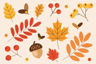 Sonbahar yaprakları ve fındıklar. Vektör çizimi.