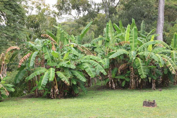 Bananeiras Floresta Tropical Chiapas México — Fotografia de Stock