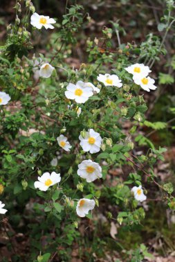 Cistus salvifolius, Cistaceae familyasından (Rock-Rose familyasından) Akdeniz 'e özgü Sage-Leaved Kaya Gülü.