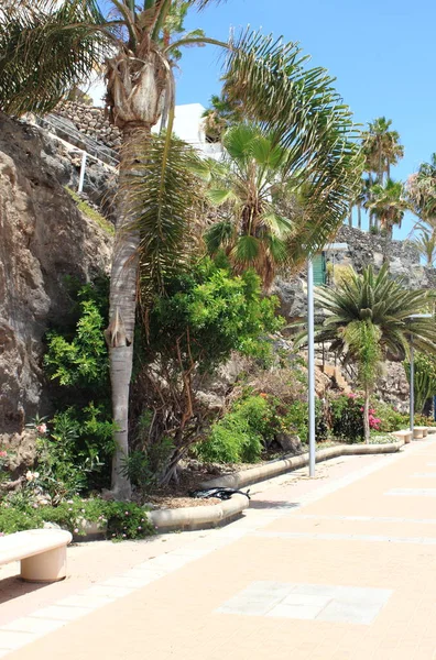 Promenade Morro Jable Fuerteventura Canary Islands Spain — Stock Photo, Image