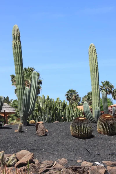 砂漠の植物園のサガロサボテン — ストック写真