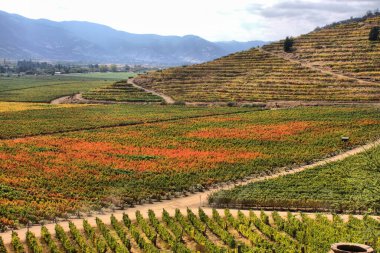 Panoramik manzaralı bir bağ Colchagua Valley, Şili