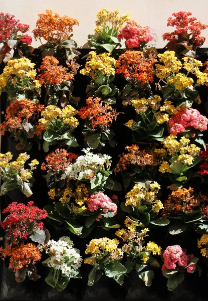 园艺店里五彩缤纷的海棠开花植物种类繁多 — 图库照片