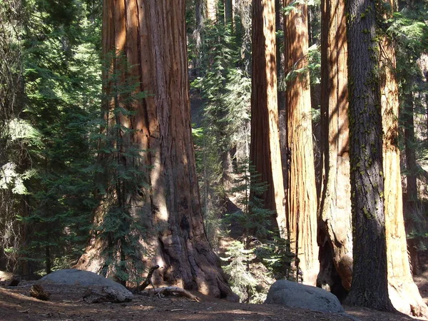 Slunce Osvětlené Stopy Obřích Stromů Národním Parku Sequoia Usa — Stock fotografie