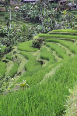 Ubud 'daki Tegallalang Rice Terrace. Bali, Endonezya