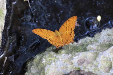 Endonezya 'da yerde kayalar ve kuru yapraklarla tünemiş bir turuncu kelebeğin yakın çekimi