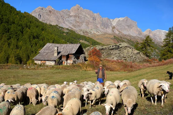 stock image CLAREE VALLEY, SOUTHERN ALPS, FRANCE - OCTOBER 4, 2022: A traditional shepherd leading a flock of sheep in Vallee de la Claree (Claree Valley) above Nevache village, with Autumn colors and a traditional wooden chalet (mountain hut)