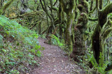 Laurel forest and its tangle of moss covered trunks and branches in Garajonay National Park, La Gomera, Canary Islands, Spain