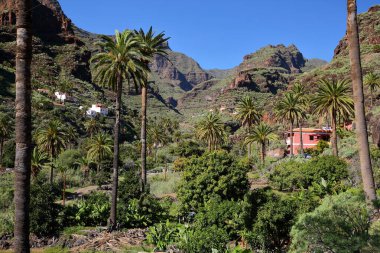 Mountainous and green landscape with terraced fields and palm trees near Pastrana, La Gomera, Canary Islands, Spain. Pastrana is a remote village located in a valley above Playa de Santiago in the South of La Gomera