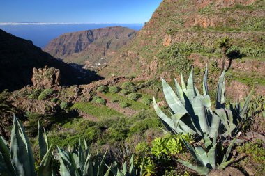 Spectacular view towards the Valle Gran Rey, La Gomera, Canary Islands, Spain, with Aloe Vera plants in the foreground and El Hierro island in the background. Picture taken from a hiking trail between Las Hayas and El Cercado