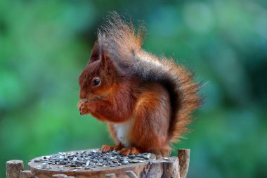 Eifel bölgesinde bir Avrasya kırmızı sincabı (Sciurus vulgaris), Roetgen, Kuzey Ren Westfalia, Almanya 