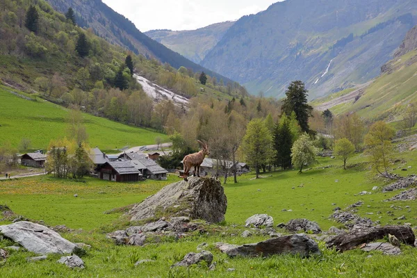 Alpine Ibex Capra Ibex Overlooking Hamlet Laisonnay Bas Valley Champagny — Stock Photo, Image