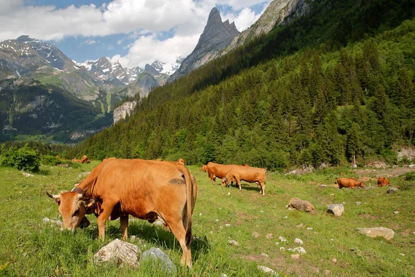 Arka planda Pralognan la Vanoise, Vanoise Ulusal Parkı, Kuzey Fransız Alpleri, Tarentaise, Savoie, Fransa (Grande Casse ve Grand Marchet) zirveleri bulunan bir çayırda otlayan inekler görülüyor.