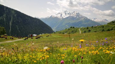 La Rosiere, Kuzey Fransız Alpleri, Tarentaise, Savoie, Fransa 'da otlayan inekler, arka planda Mont Pourri ve Aiguille ruju zirveleri bulunuyor. 