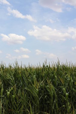 Mavi gökyüzü olan yeşil alan
