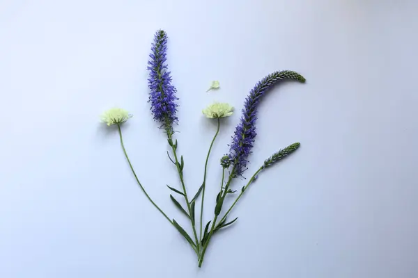 wild flowers on a white paper background