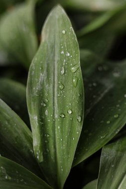 Vadideki yapraklar yağmur damlalarıyla kaplandı.